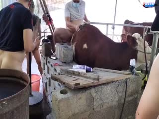 【暗网】操牛草猪轮奸养殖场的牛和猪活久见啊,这些牛和猪遭老罪了
