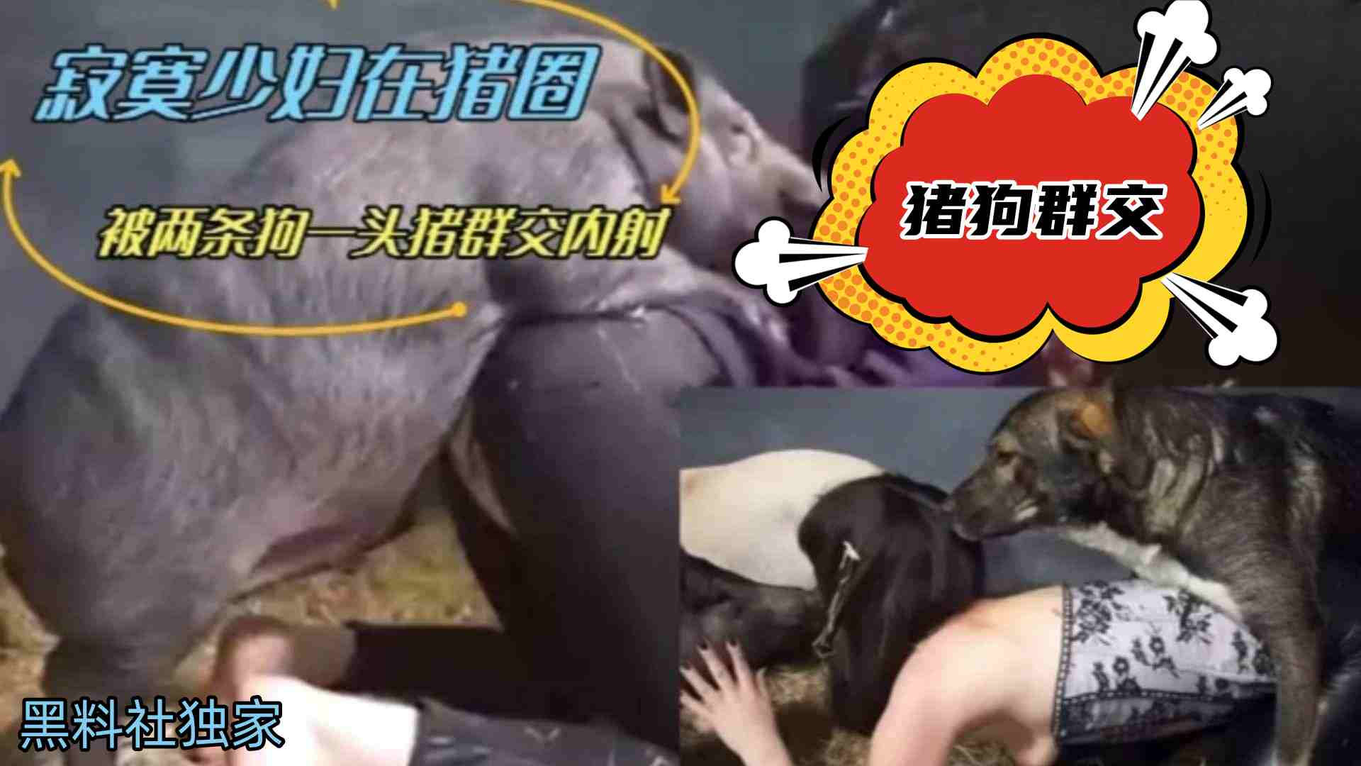 【猪狗群交】寂寞少妇在猪圈被两条狗一头猪群交内射太重口还被内射