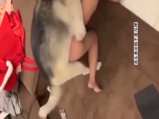 十二种动物杂交凑成十二生肖么