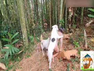 野外大杂交伺候完猪伺候狗狗